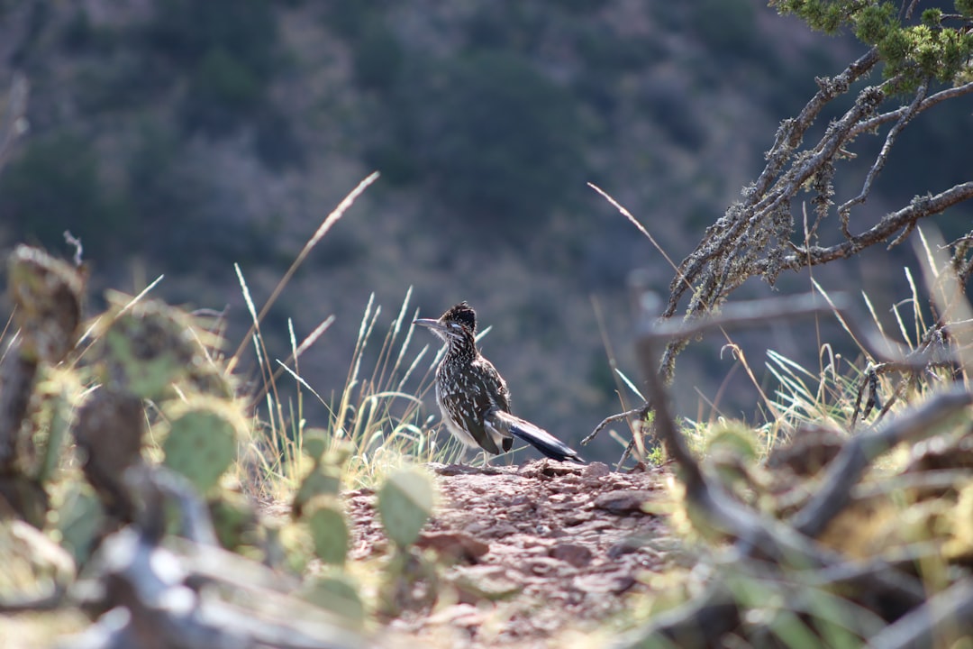 Fotografía Nocturna en el Desierto